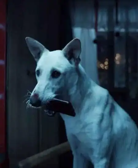 Seeking Haven for Mr. Rambo wins Best Teaser at Global Entertainment Awards