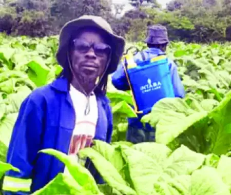 Willom transitions from music to tobacco farming